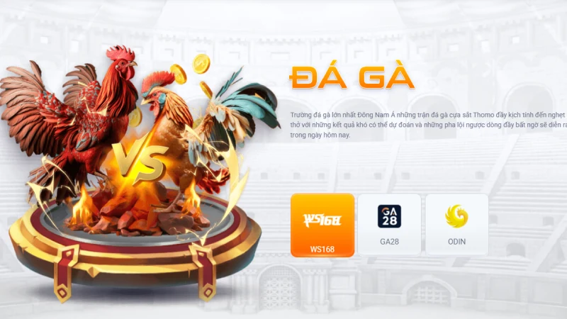 Đá gà TD88 - Bí quyết chọn chiến thuật đỉnh cao