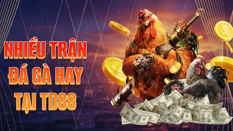 Giới thiệu về trận đá gà TD88 và sức hấp dẫn của bộ môn này